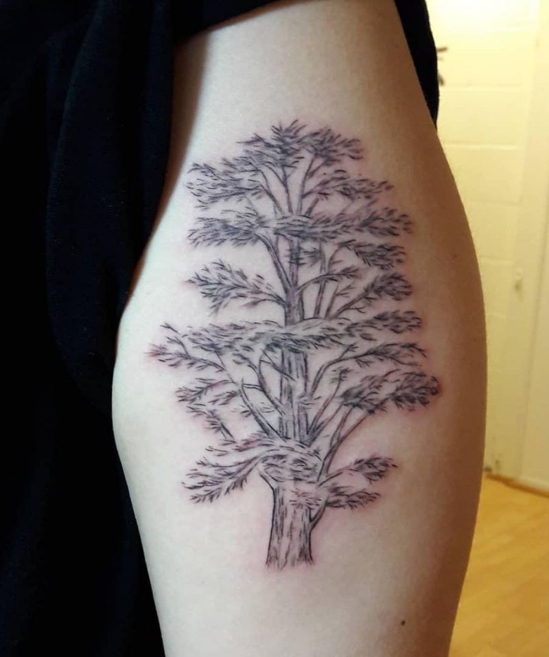 30 Pretty Cedar Tattoos You Will Love