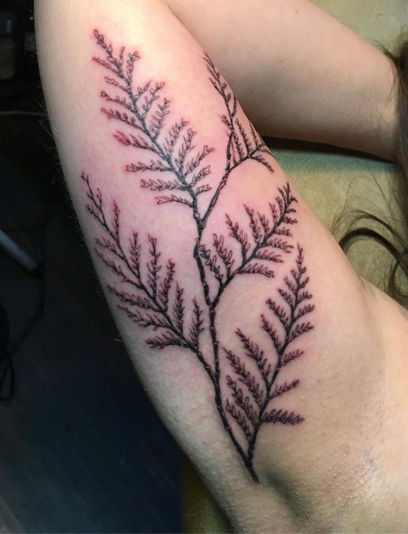 30 Pretty Cedar Tattoos You Will Love