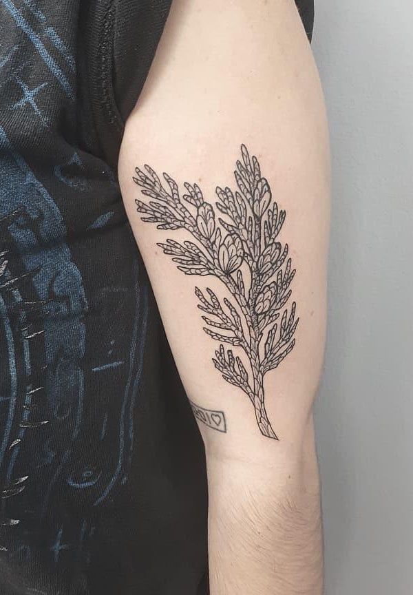 30 Pretty Cedar Tattoos You Will Love