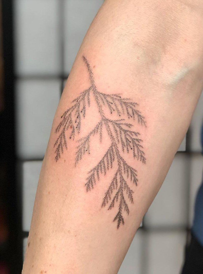 30 Pretty Cedar Tattoos You Will Love