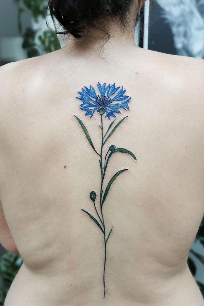 30 Pretty Cornflower Tattoos to Inspire You