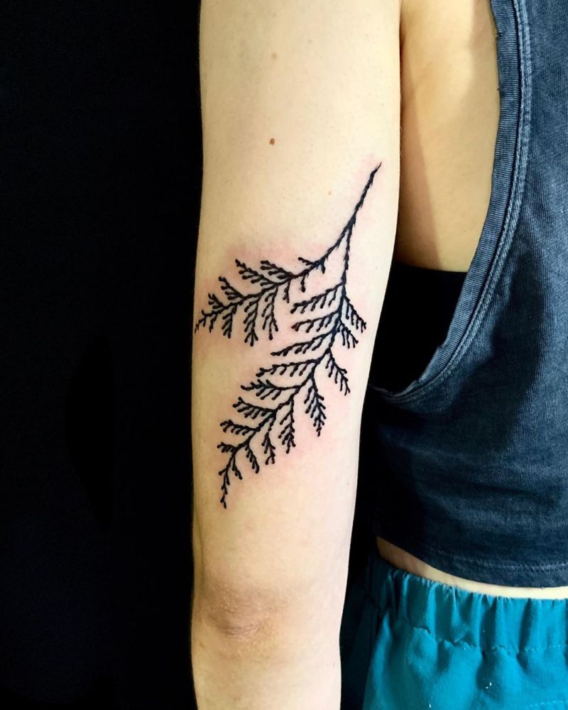 30 Pretty Cedar Tattoos You Will Love