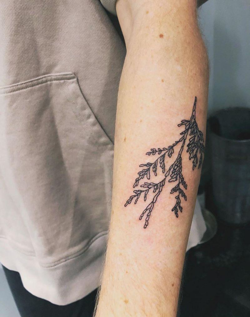 30 Pretty Cedar Tattoos You Will Love