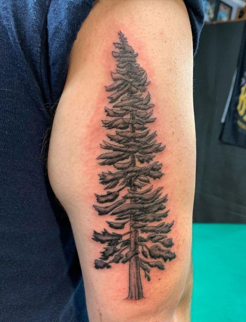 30 Pretty Pine Tree Tattoos You Will Love