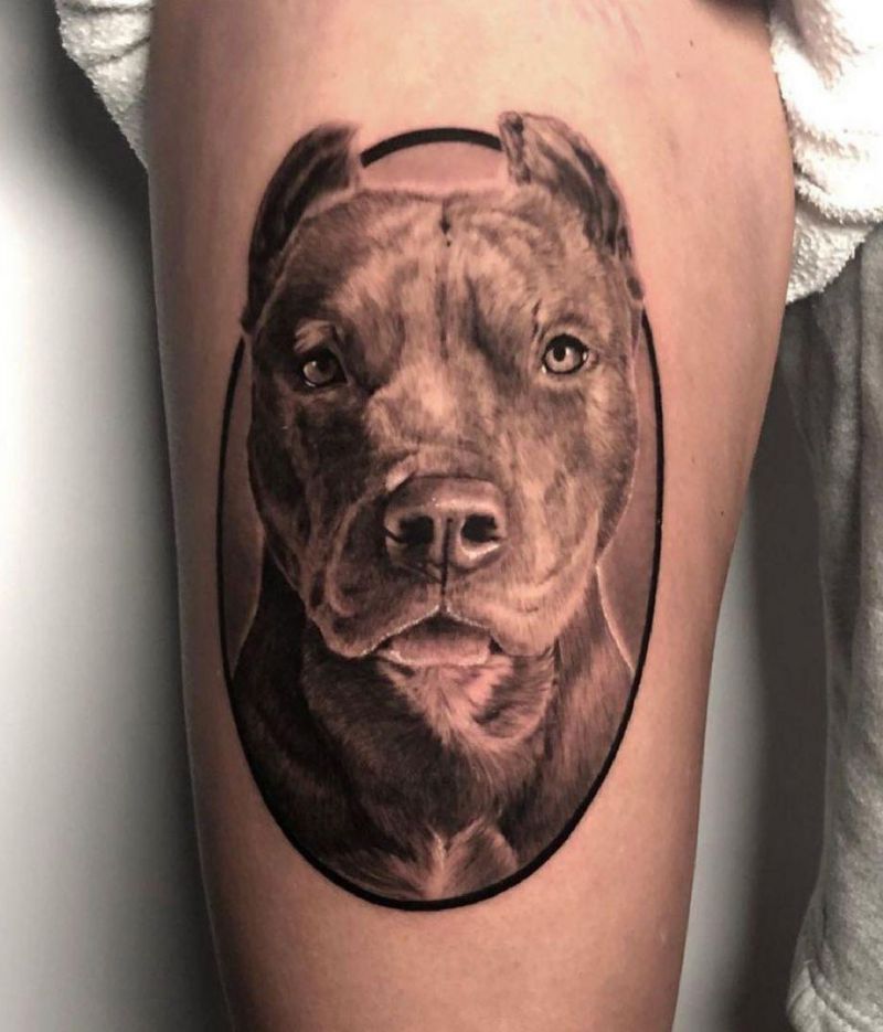 30 Cute Pitbull Tattoos You Must Try