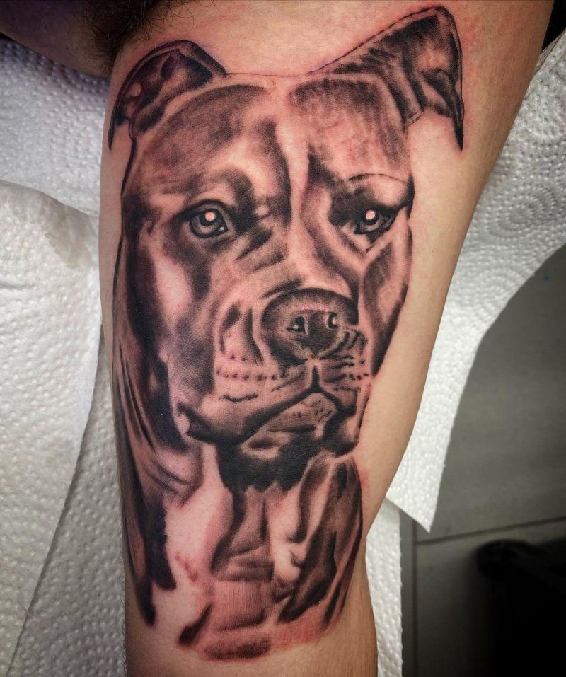 30 Cute Pitbull Tattoos You Must Try