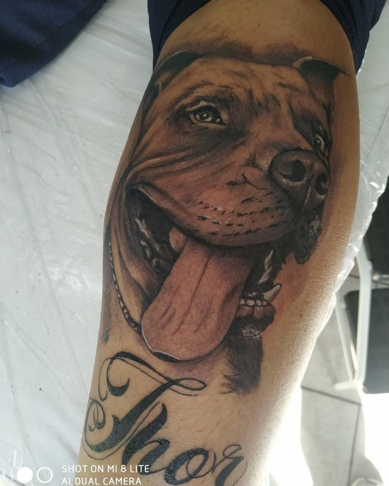 30 Cute Pitbull Tattoos You Must Try