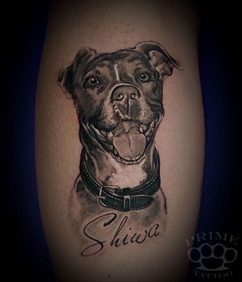 30 Cute Pitbull Tattoos You Must Try