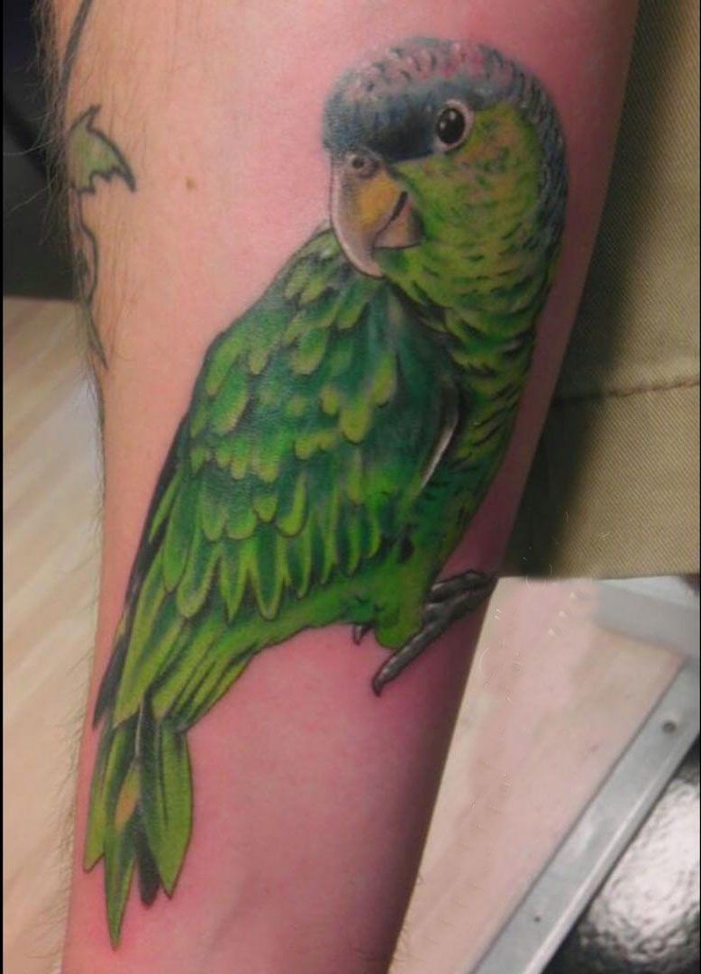 30 Pretty Conure Tattoos You Will Love