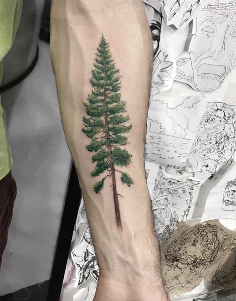 30 Pretty Spruce Tattoos You Can Copy