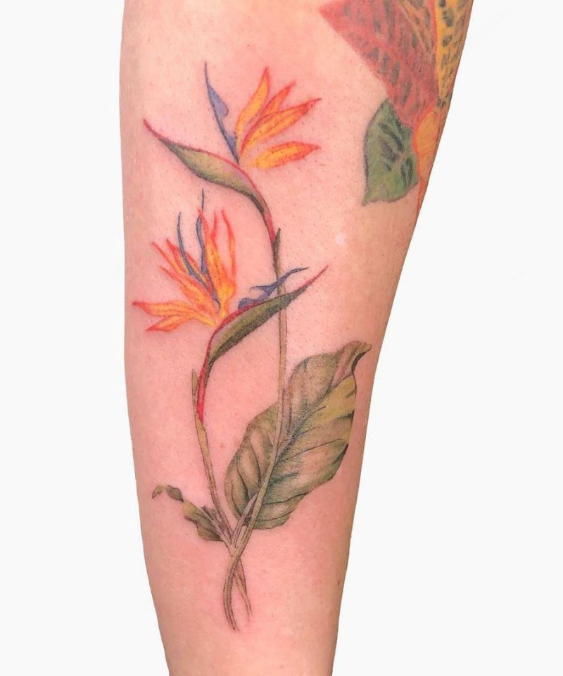 30 Pretty Bird of Paradise Tattoos You Must See