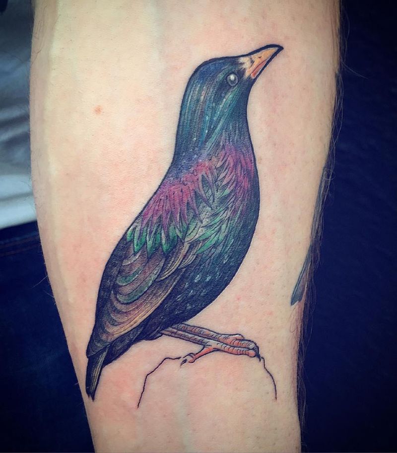 30 Pretty Starling Tattoos You Must Love