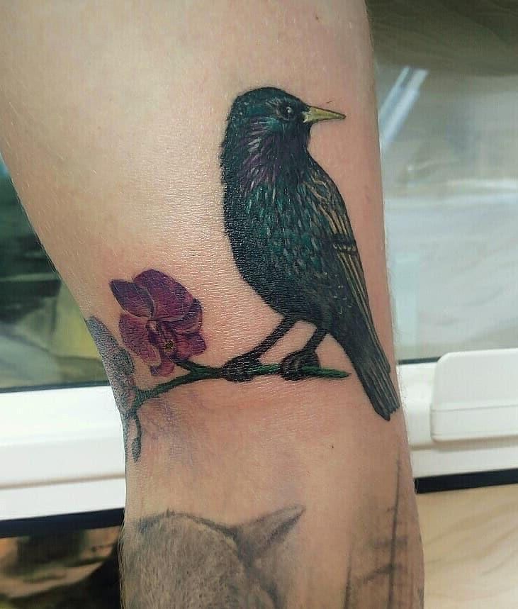 30 Pretty Starling Tattoos You Must Love