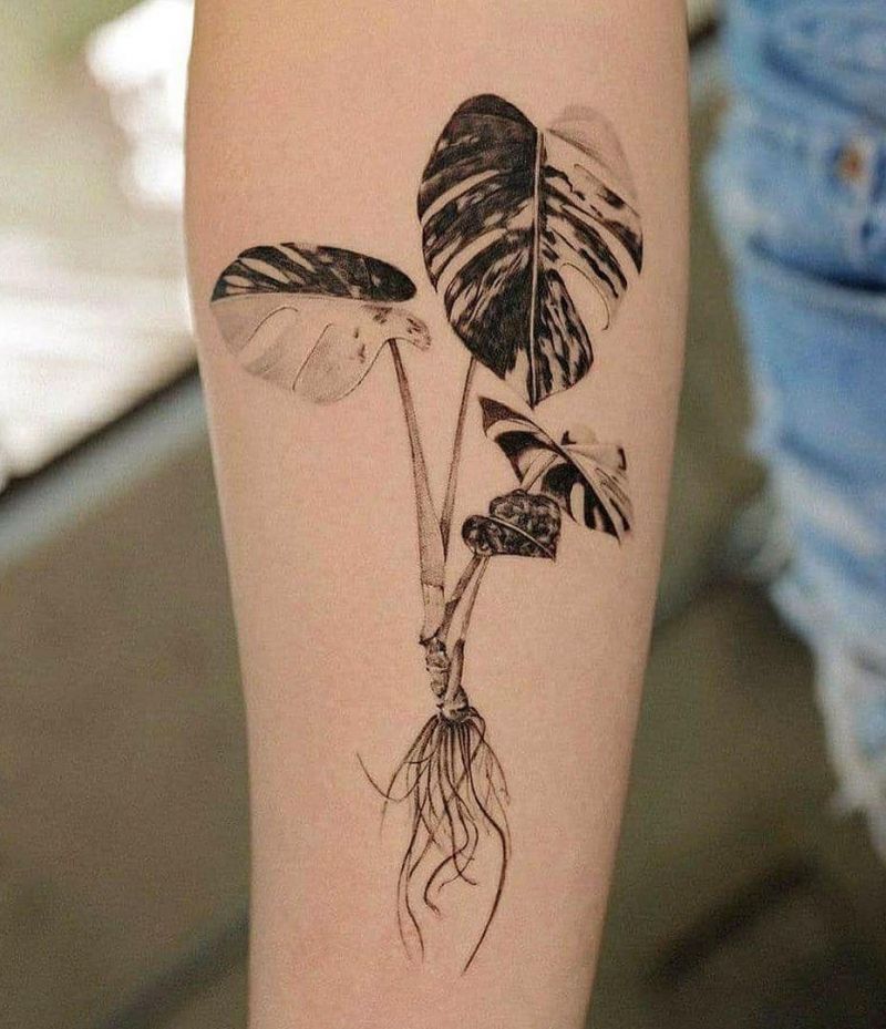 30 Unique Monstera Tattoos You Must Love