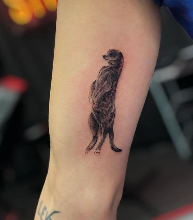 30 Unique Meerkat Tattoos You Can Copy