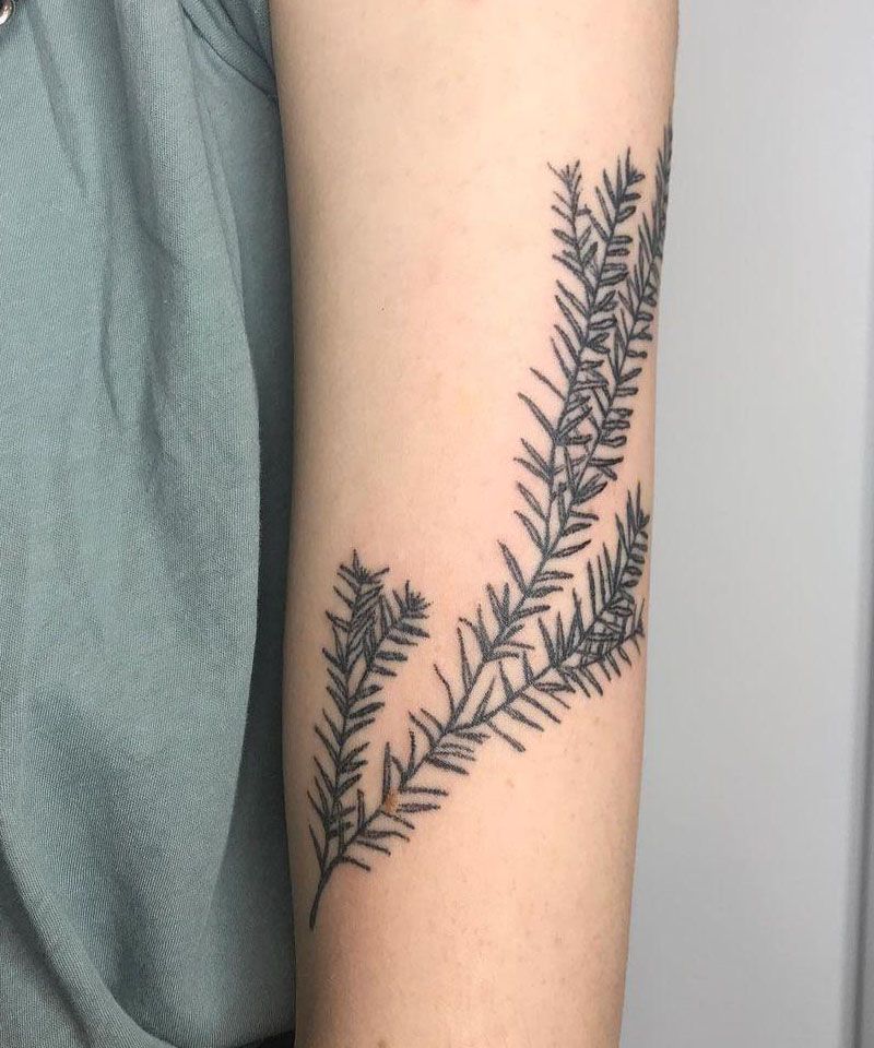 30 Perfect Douglas Fir Tree Tattoos to Inspire You