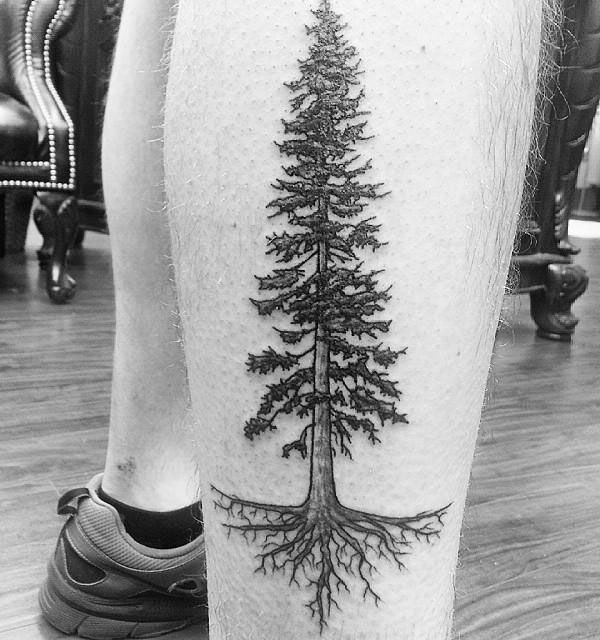 30 Perfect Douglas Fir Tree Tattoos to Inspire You