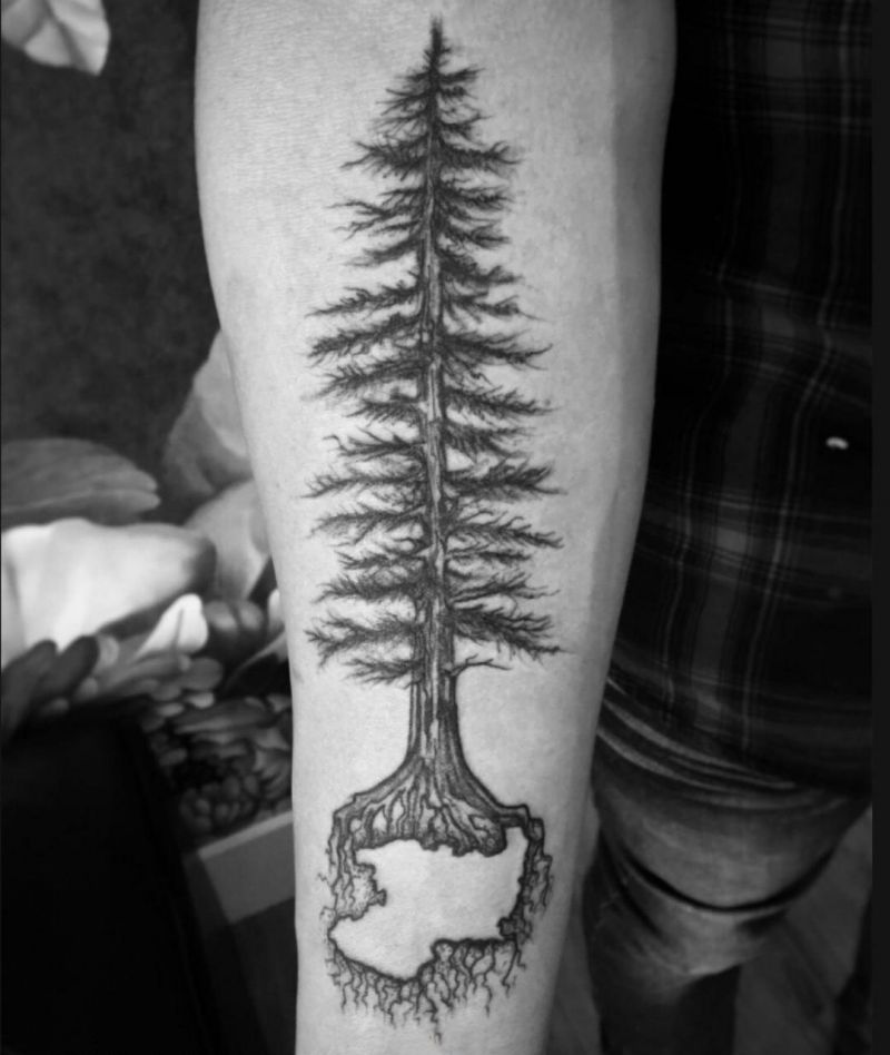 30 Perfect Douglas Fir Tree Tattoos to Inspire You