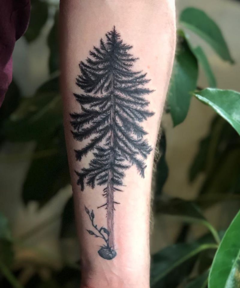 30 Perfect Douglas Fir Tree Tattoos to Inspire You