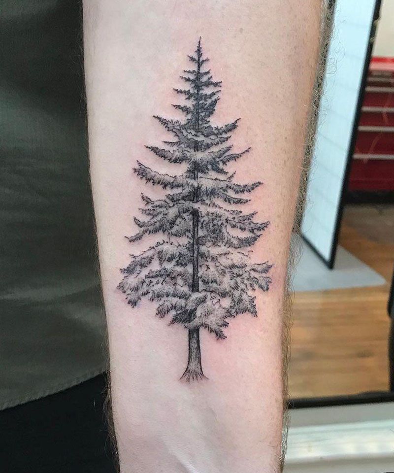 30 Perfect Douglas Fir Tree Tattoos to Inspire You
