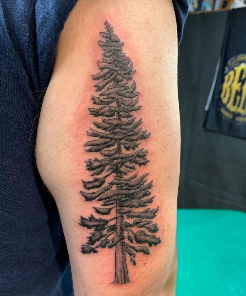 30 Perfect Douglas Fir Tree Tattoos to Inspire You