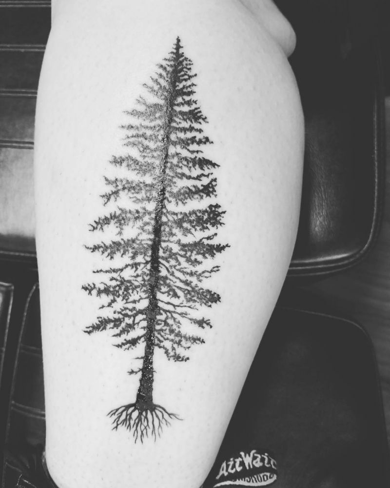 30 Perfect Douglas Fir Tree Tattoos to Inspire You