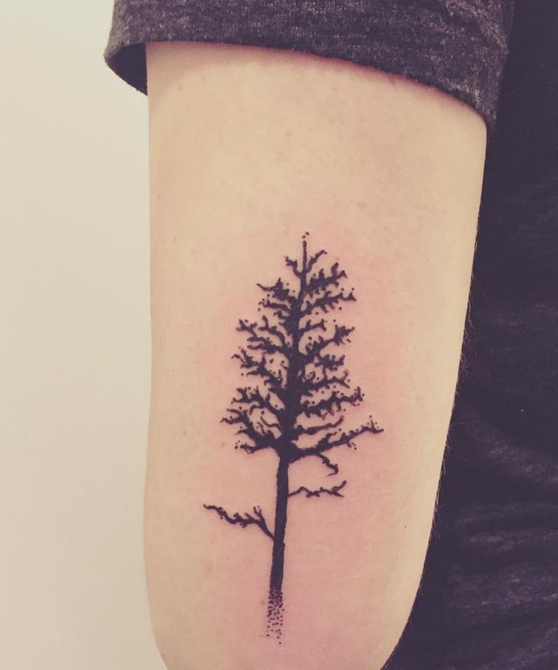 30 Perfect Douglas Fir Tree Tattoos to Inspire You