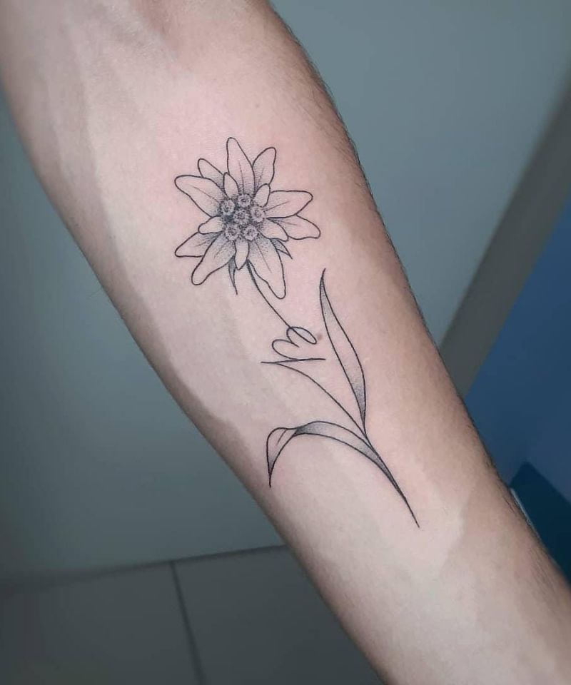 30 Unique Edelweiss Tattoos You Must Try