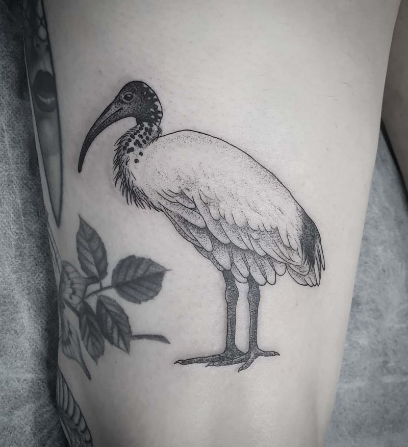 30 Unique Ibis Tattoos For Your Inspiration