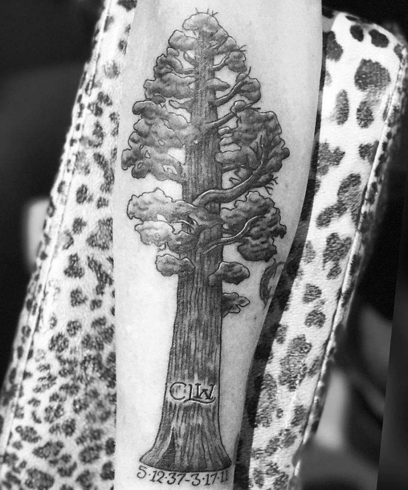 30 Great Sequoia Tree Tattoos to Inspire You