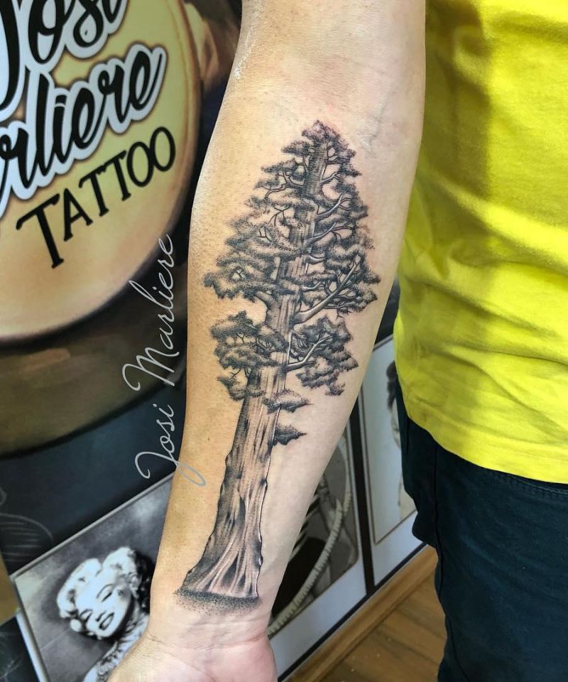 30 Great Sequoia Tree Tattoos to Inspire You