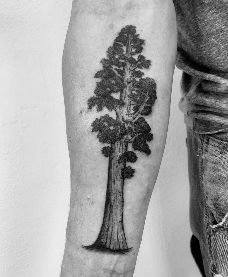 30 Great Sequoia Tree Tattoos to Inspire You