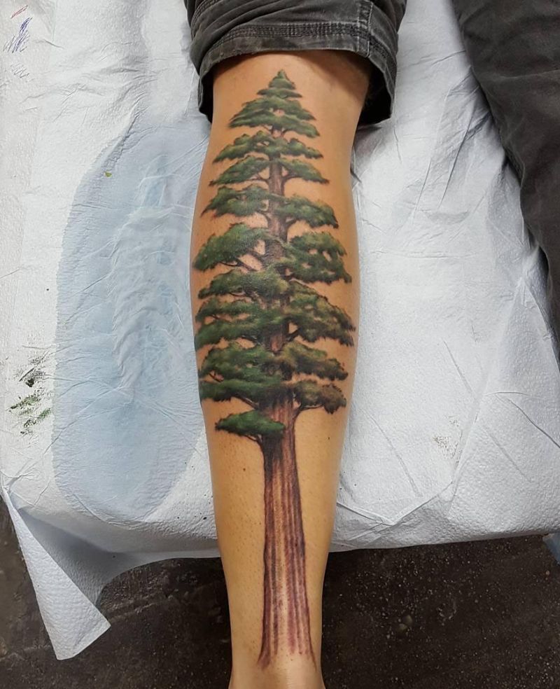 30 Great Sequoia Tree Tattoos to Inspire You