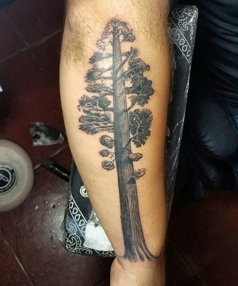 30 Great Sequoia Tree Tattoos to Inspire You