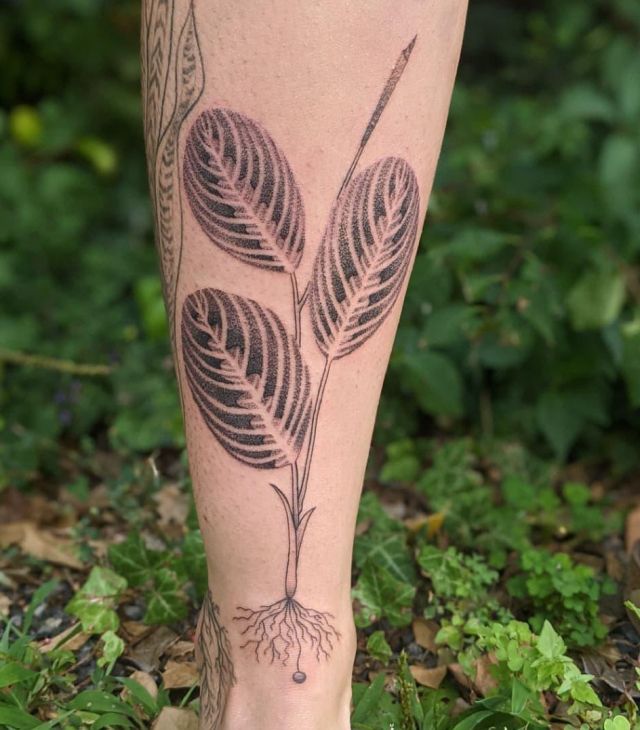 Black Prayer Plant Tattoo on Leg